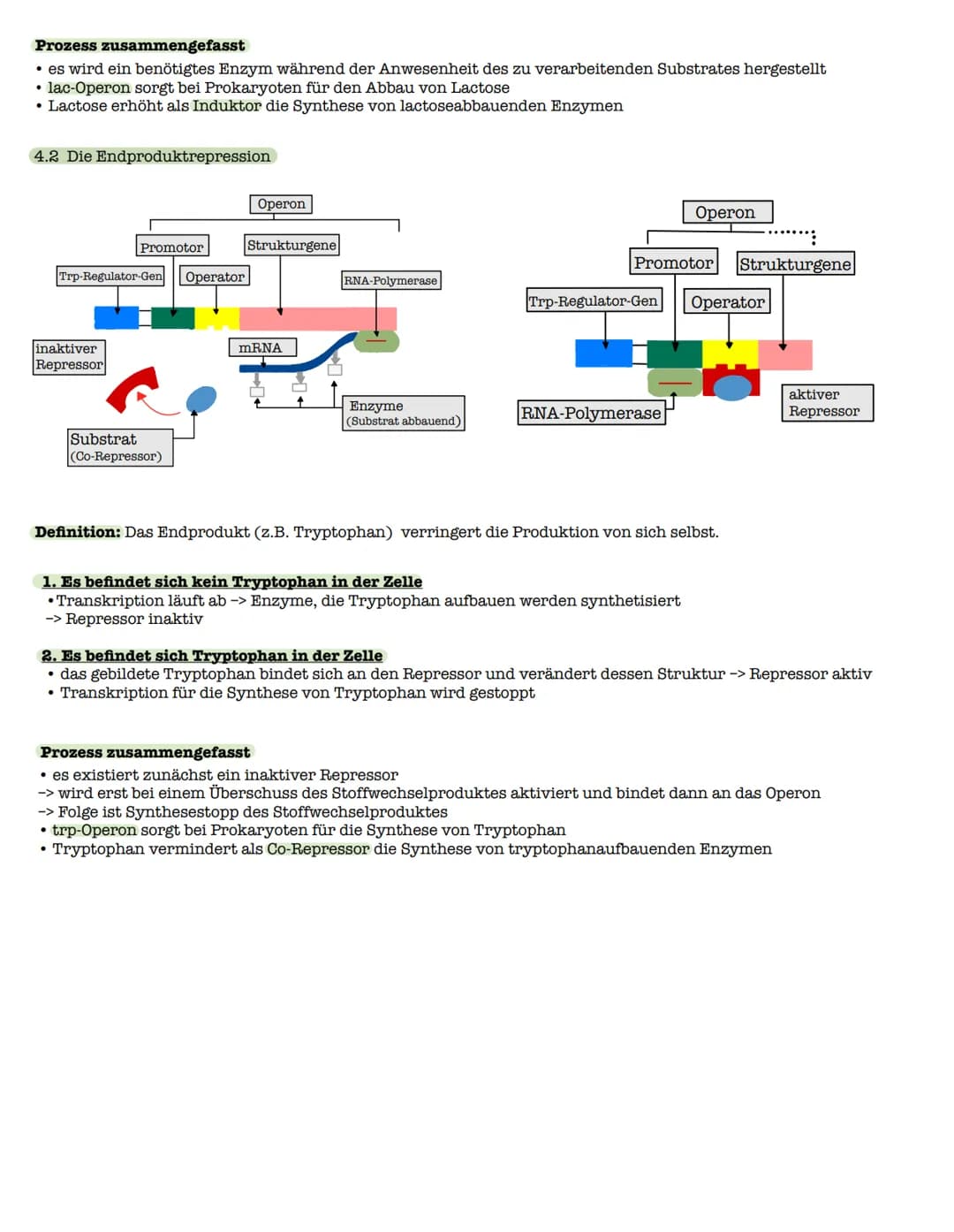 1 Strukturebenen der Proteine
zn
B-Faltblatt
<
2. Klausur: Biologie Lk
Genetik/Gentechnik
n
лесб
∞-Helix
le
↓
VSA
Primärstruktur
• Aneinande