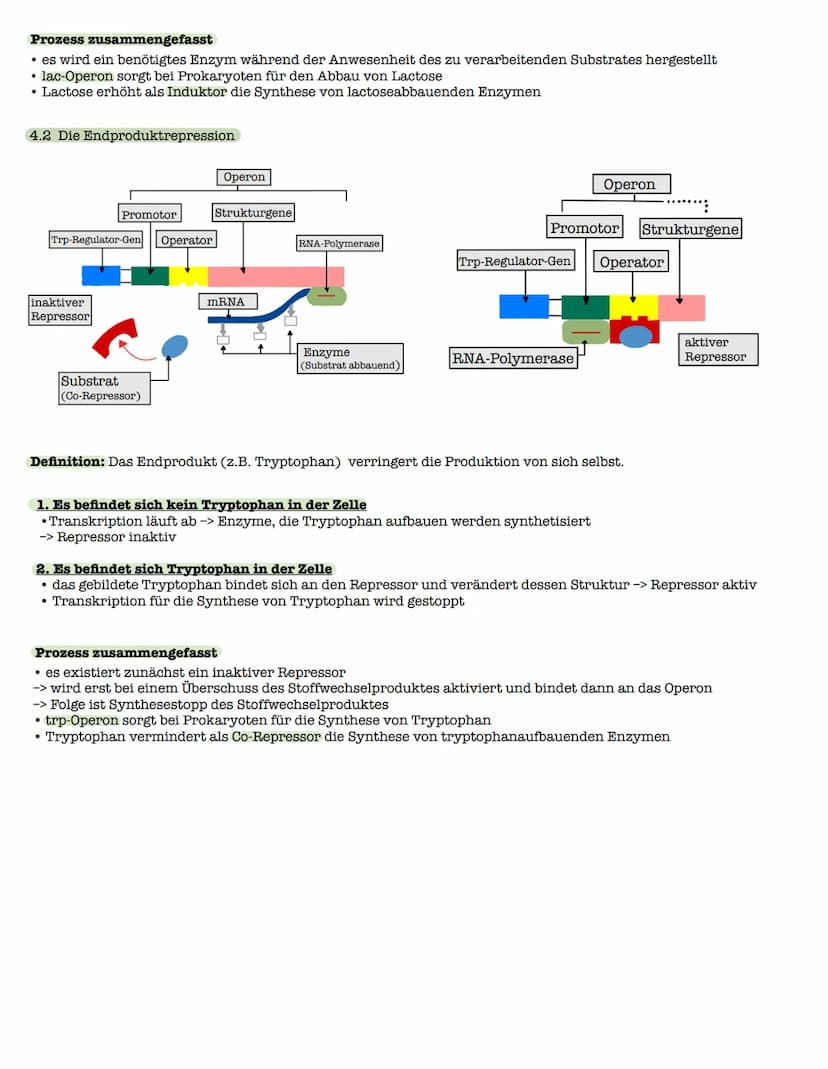 1 Strukturebenen der Proteine
zn
B-Faltblatt
<
2. Klausur: Biologie Lk
Genetik/Gentechnik
n
лесб
∞-Helix
le
↓
VSA
Primärstruktur
• Aneinande