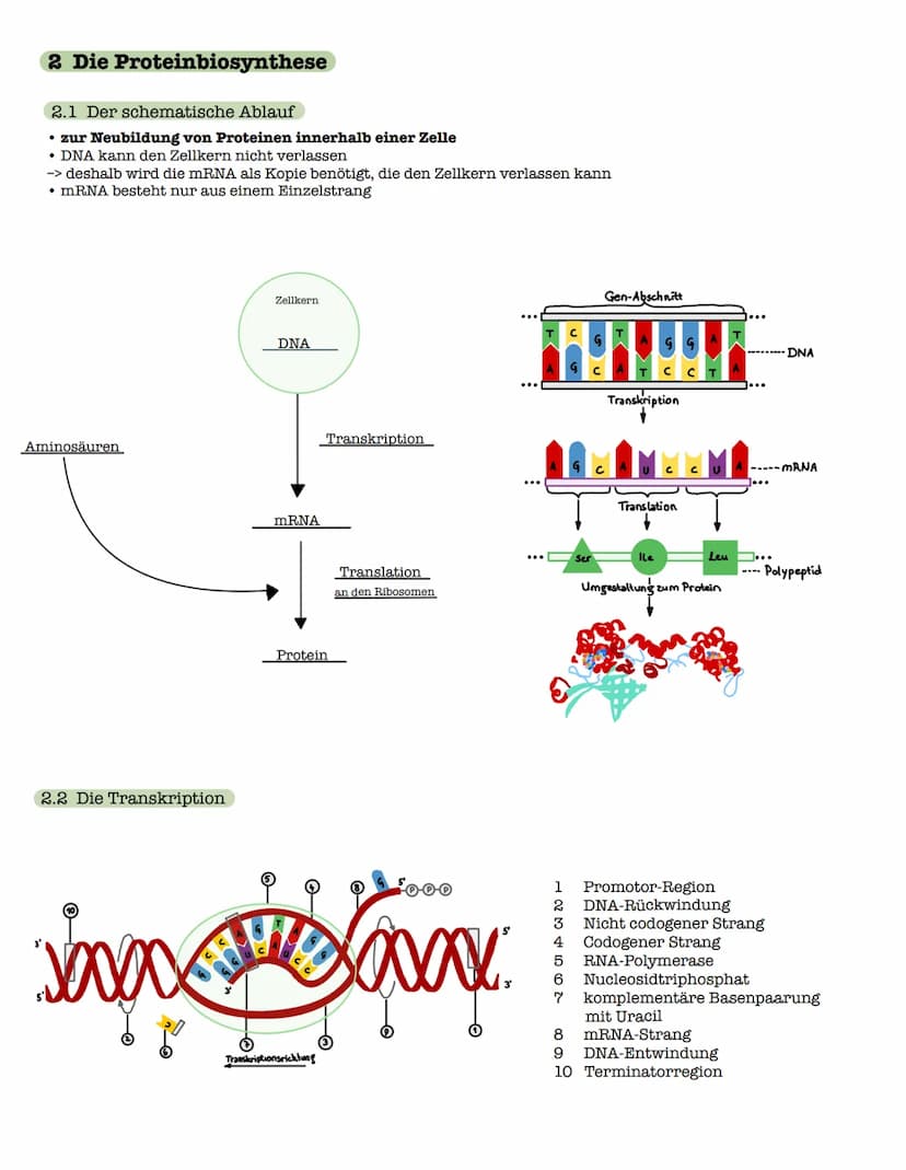 1 Strukturebenen der Proteine
zn
B-Faltblatt
<
2. Klausur: Biologie Lk
Genetik/Gentechnik
n
лесб
∞-Helix
le
↓
VSA
Primärstruktur
• Aneinande