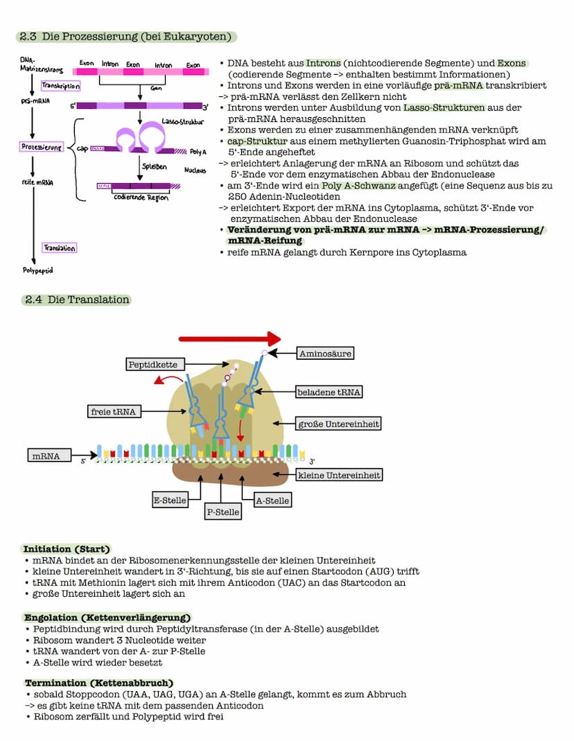 1 Strukturebenen der Proteine
zn
B-Faltblatt
<
2. Klausur: Biologie Lk
Genetik/Gentechnik
n
лесб
∞-Helix
le
↓
VSA
Primärstruktur
• Aneinande