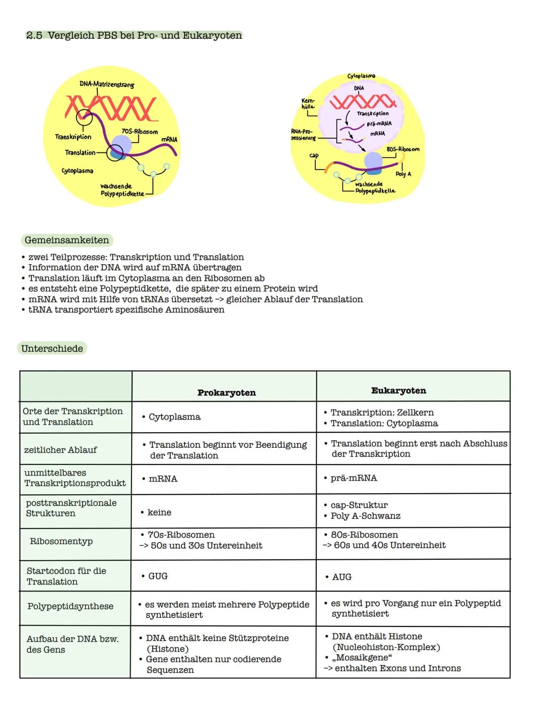 1 Strukturebenen der Proteine
zn
B-Faltblatt
<
2. Klausur: Biologie Lk
Genetik/Gentechnik
n
лесб
∞-Helix
le
↓
VSA
Primärstruktur
• Aneinande