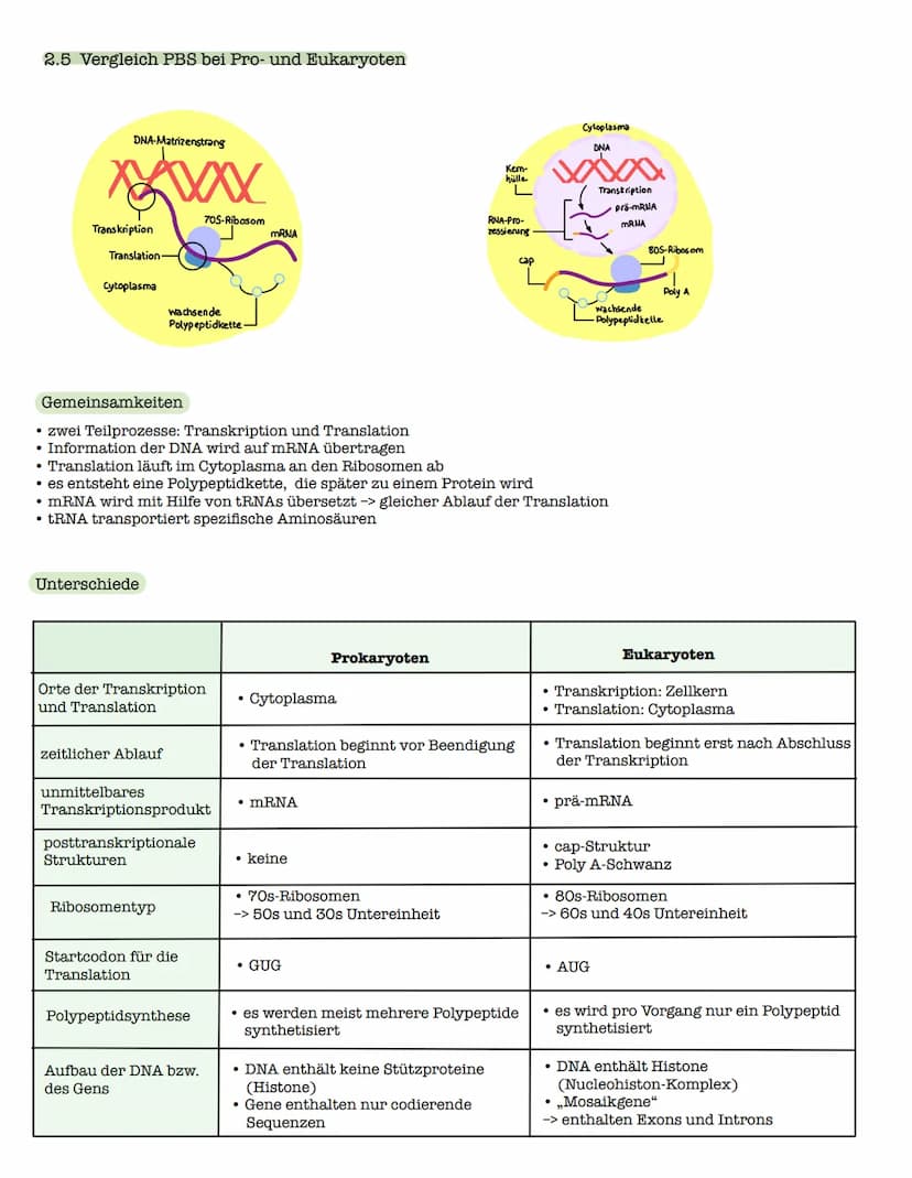 1 Strukturebenen der Proteine
zn
B-Faltblatt
<
2. Klausur: Biologie Lk
Genetik/Gentechnik
n
лесб
∞-Helix
le
↓
VSA
Primärstruktur
• Aneinande