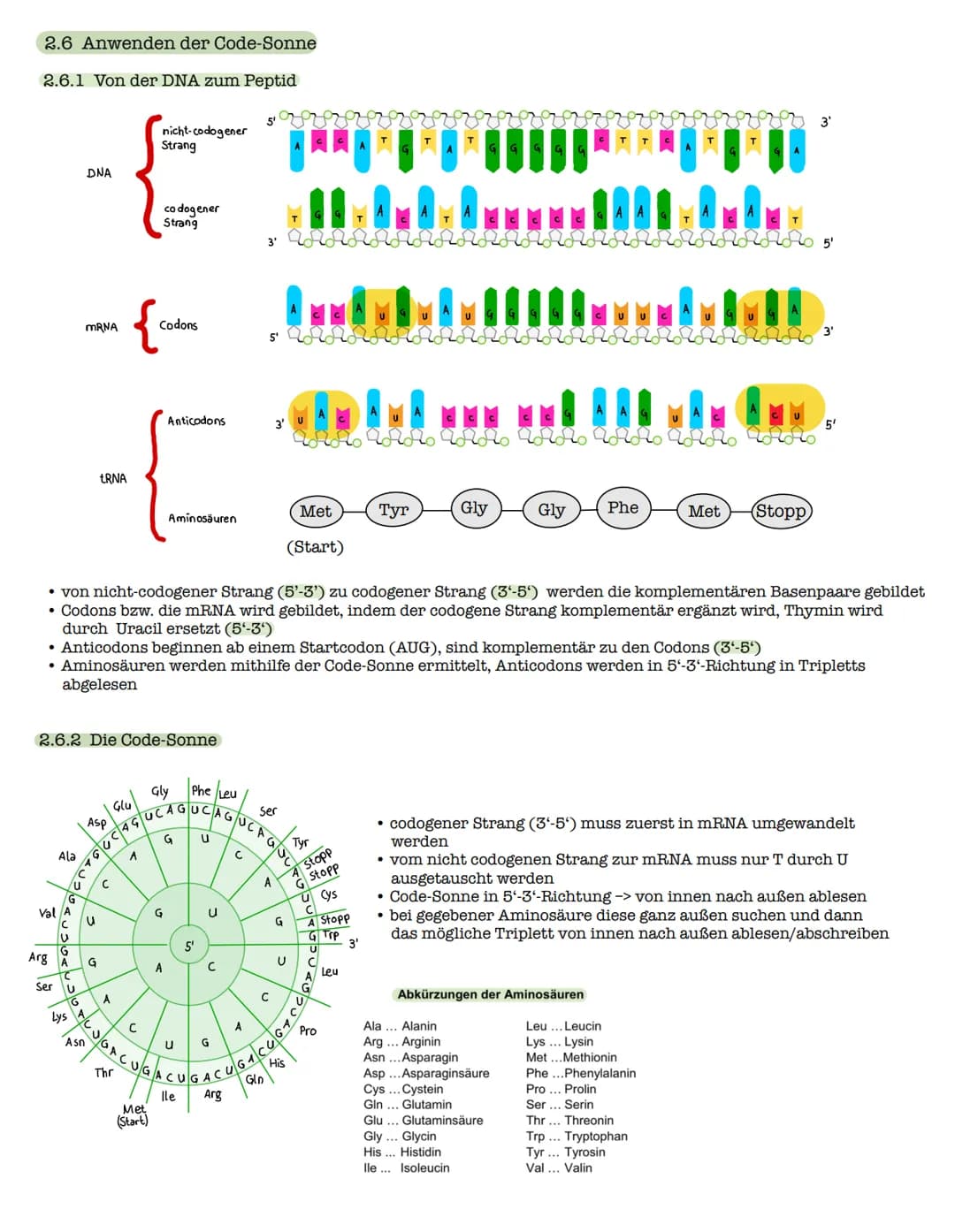 1 Strukturebenen der Proteine
zn
B-Faltblatt
<
2. Klausur: Biologie Lk
Genetik/Gentechnik
n
лесб
∞-Helix
le
↓
VSA
Primärstruktur
• Aneinande