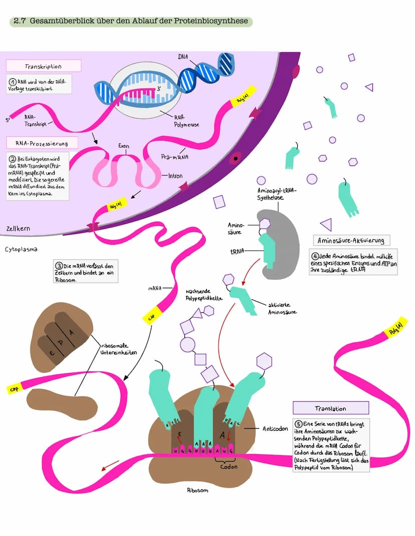 1 Strukturebenen der Proteine
zn
B-Faltblatt
<
2. Klausur: Biologie Lk
Genetik/Gentechnik
n
лесб
∞-Helix
le
↓
VSA
Primärstruktur
• Aneinande