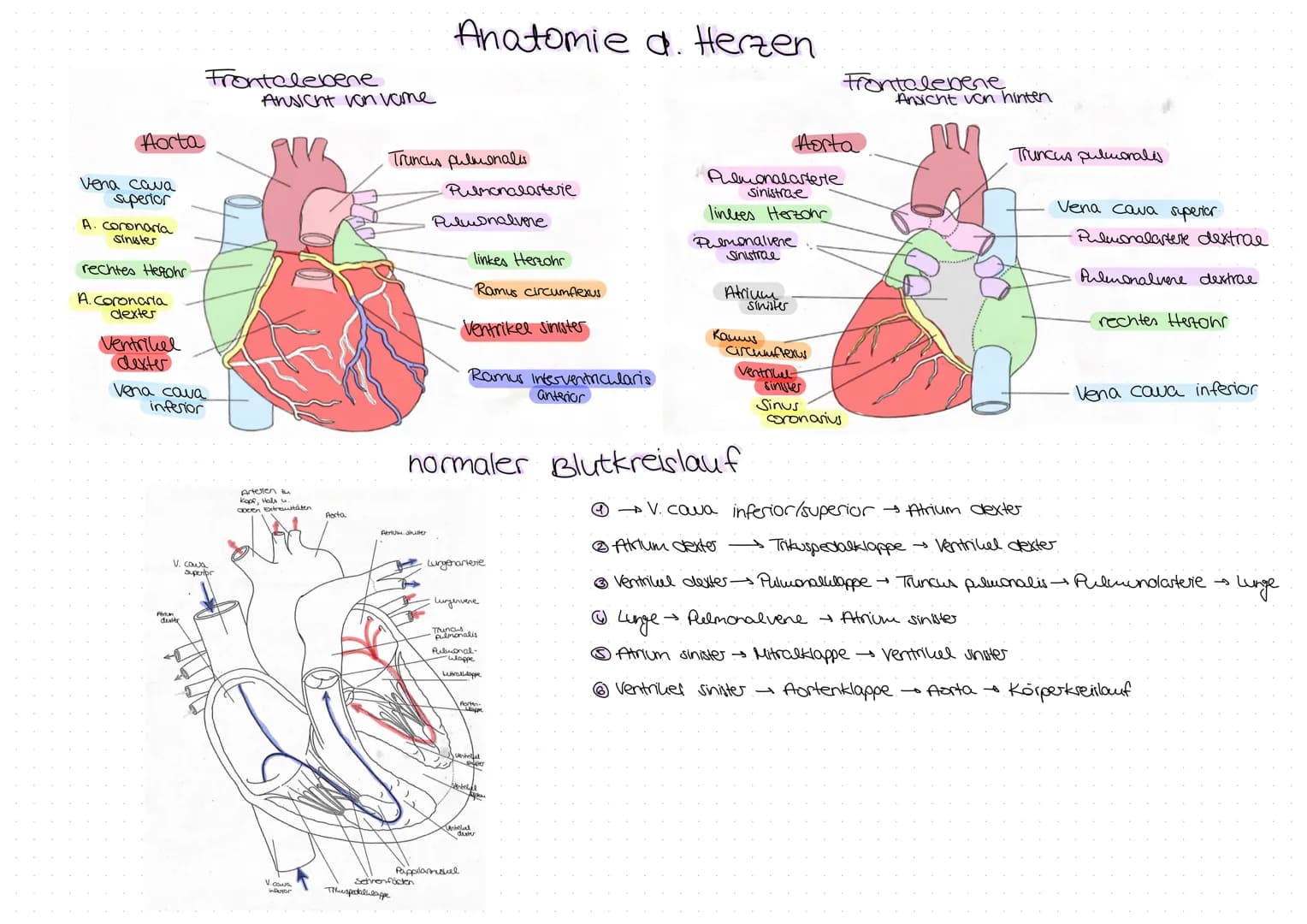 Aorta
Vena cava
superior
A. coronaria
Sinister
rechtes Herohr
A. coronaria
dexter
Ventrikel
dexter
Vena cava
inferior
Frontalebene
V. coor
F