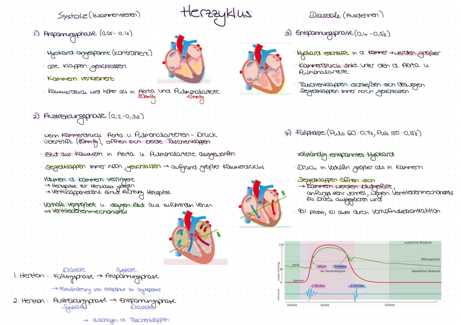 Aorta
Vena cava
superior
A. coronaria
Sinister
rechtes Herohr
A. coronaria
dexter
Ventrikel
dexter
Vena cava
inferior
Frontalebene
V. coor
F