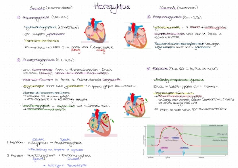 Aorta
Vena cava
superior
A. coronaria
Sinister
rechtes Herohr
A. coronaria
dexter
Ventrikel
dexter
Vena cava
inferior
Frontalebene
V. coor
F