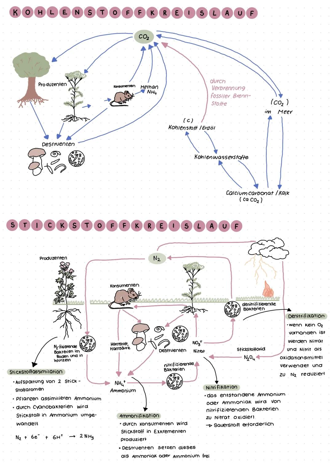 Grumolbegriffe
Biosphäre
Ökosystem
Ökologie
= Wechselwirkungen zwischen Organismus und Umwelt
Biotop+ Biozonose
Population
Organismus
Biosph