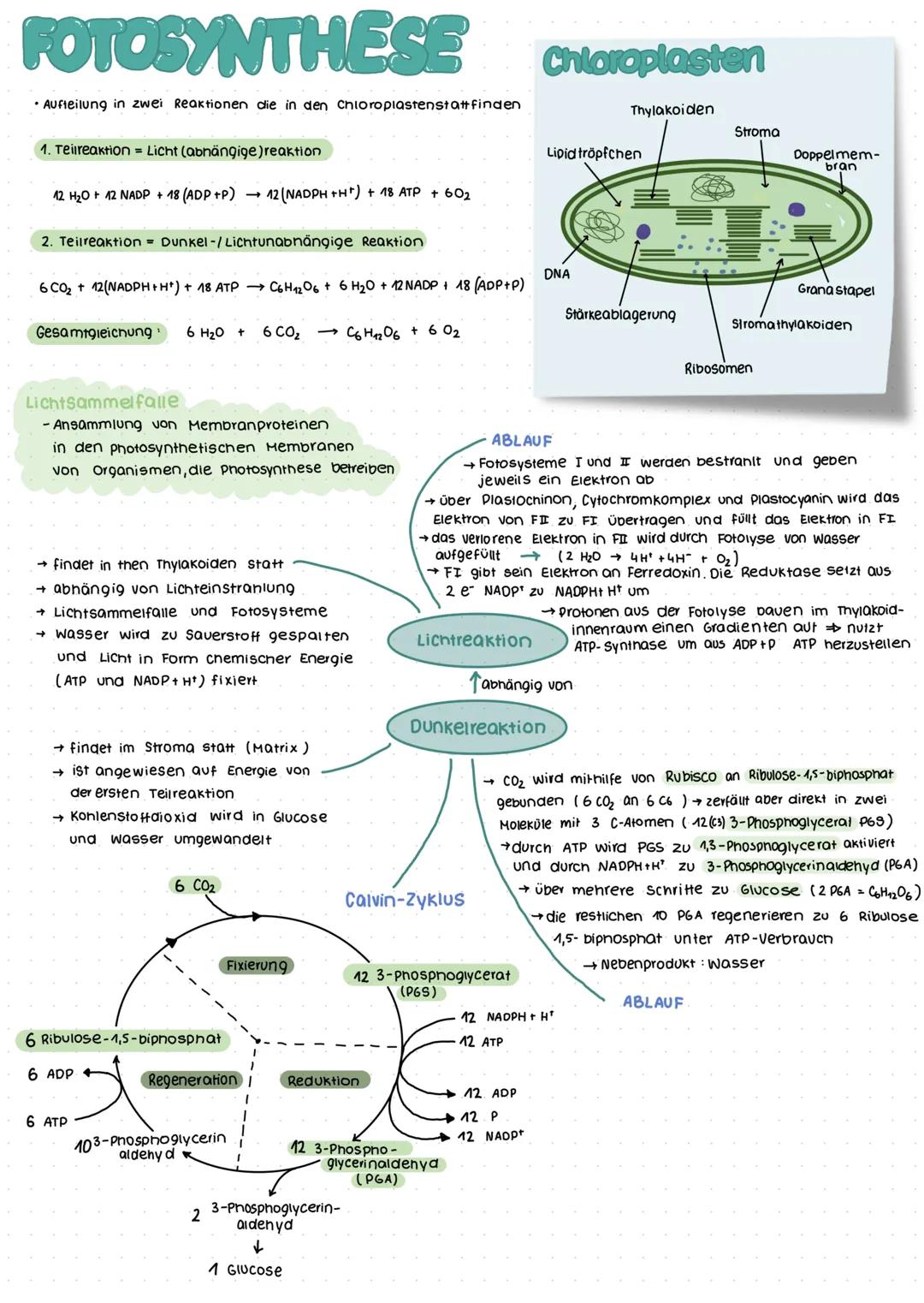 Grumolbegriffe
Biosphäre
Ökosystem
Ökologie
= Wechselwirkungen zwischen Organismus und Umwelt
Biotop+ Biozonose
Population
Organismus
Biosph