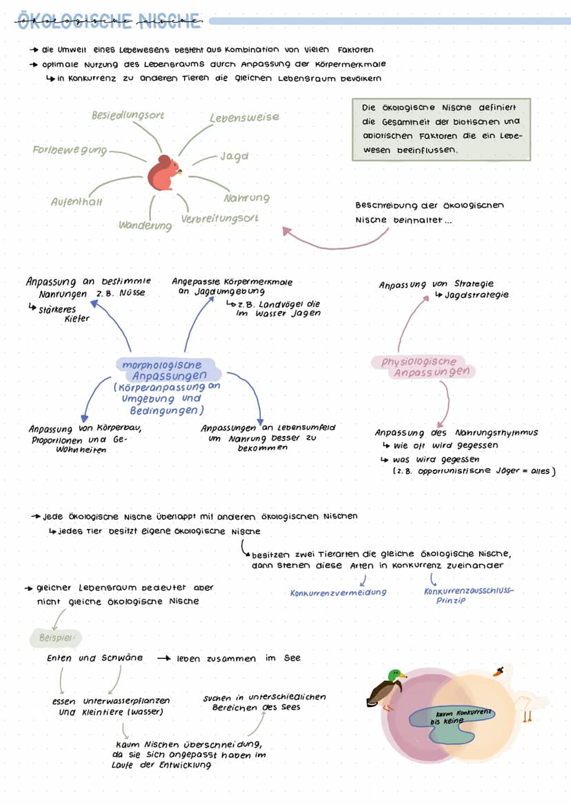 Grumolbegriffe
Biosphäre
Ökosystem
Ökologie
= Wechselwirkungen zwischen Organismus und Umwelt
Biotop+ Biozonose
Population
Organismus
Biosph