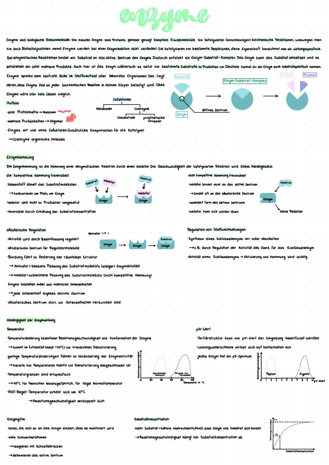 enzyme
Enzyme sind biologische Riesenmoleküle. Die meisten Enzyme sind Proteine, genauer gesagt komplexe Eiweißmoleküle. Sie katalysieren (b