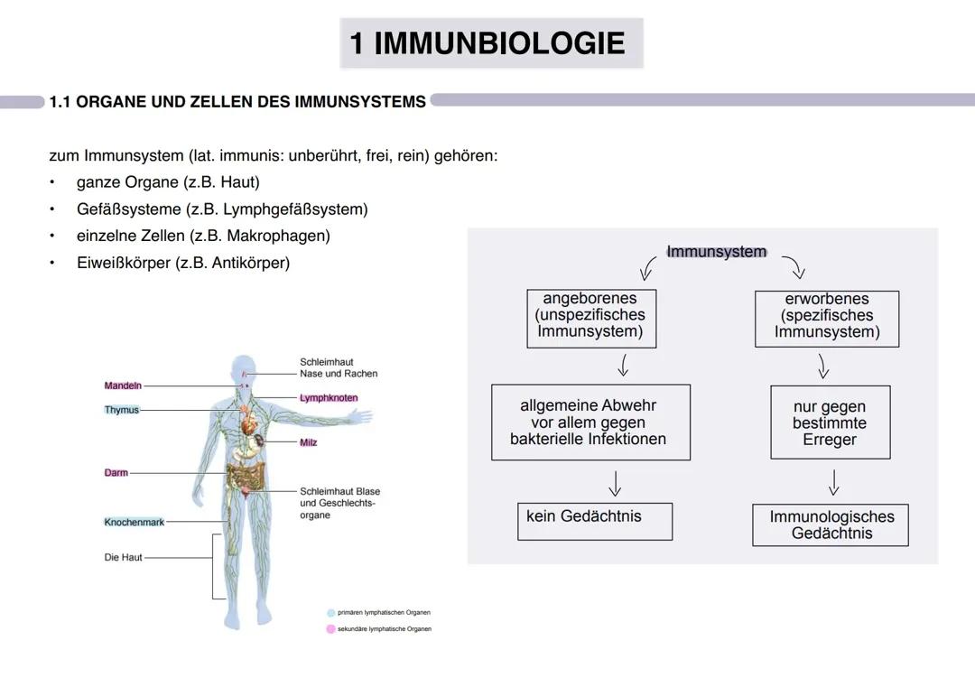 Immunbiologie Klasse 13 