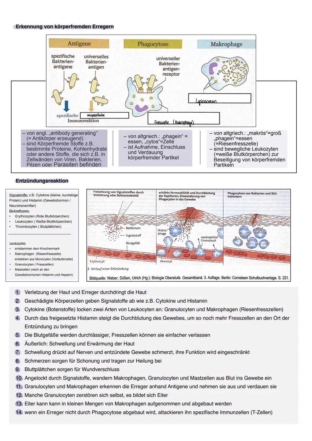 1.1 ORGANE UND ZELLEN DES IMMUNSYSTEMS
zum Immunsystem (lat. immunis: unberührt, frei, rein) gehören:
ganze Organe (z.B. Haut)
Gefäßsysteme 