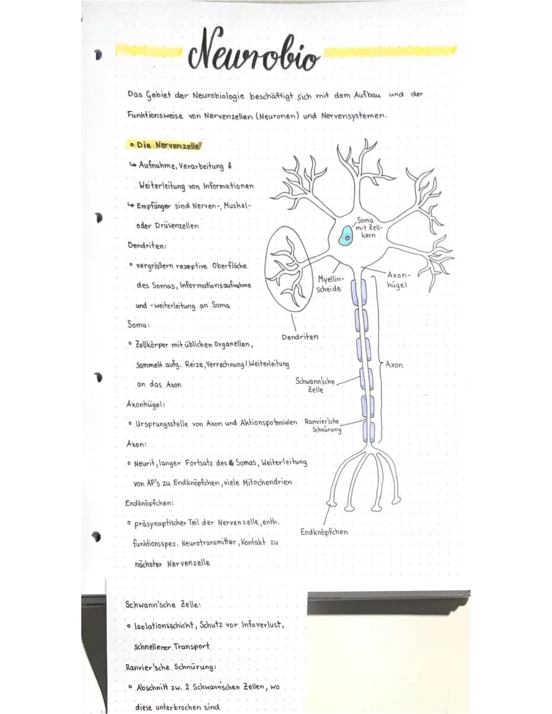 Neurobio
Das Gebiet der Neurobiologie beschäftigt sich mit dem Aufbau und der
Funktionsweise von Nervenzellen (Neuronen) und Nervensystemen.