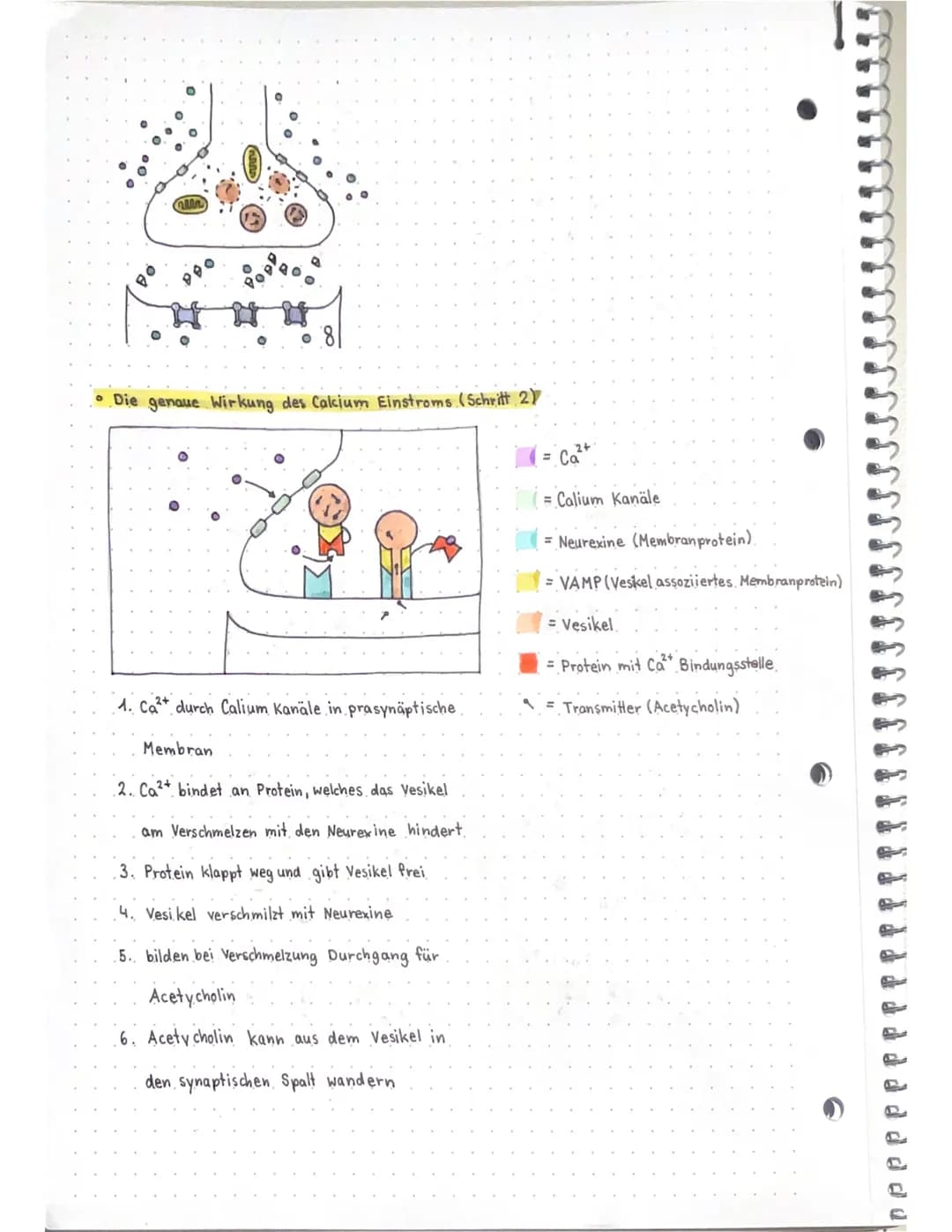 Neurobio
Das Gebiet der Neurobiologie beschäftigt sich mit dem Aufbau und der
Funktionsweise von Nervenzellen (Neuronen) und Nervensystemen.
