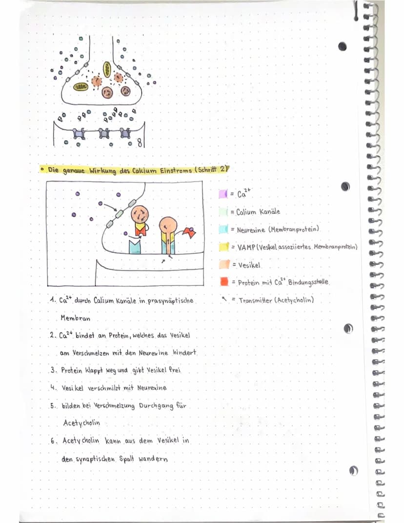 Neurobio
Das Gebiet der Neurobiologie beschäftigt sich mit dem Aufbau und der
Funktionsweise von Nervenzellen (Neuronen) und Nervensystemen.