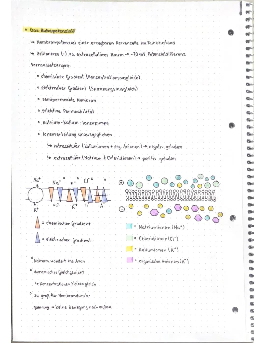 Neurobio
Das Gebiet der Neurobiologie beschäftigt sich mit dem Aufbau und der
Funktionsweise von Nervenzellen (Neuronen) und Nervensystemen.