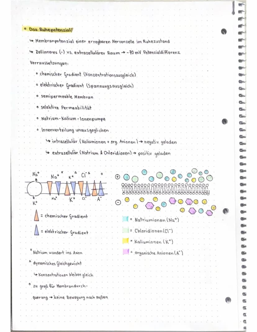 Neurobio
Das Gebiet der Neurobiologie beschäftigt sich mit dem Aufbau und der
Funktionsweise von Nervenzellen (Neuronen) und Nervensystemen.