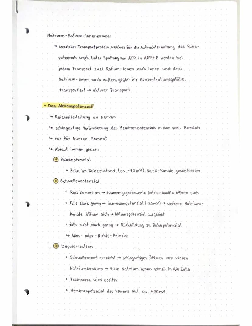 Neurobio
Das Gebiet der Neurobiologie beschäftigt sich mit dem Aufbau und der
Funktionsweise von Nervenzellen (Neuronen) und Nervensystemen.