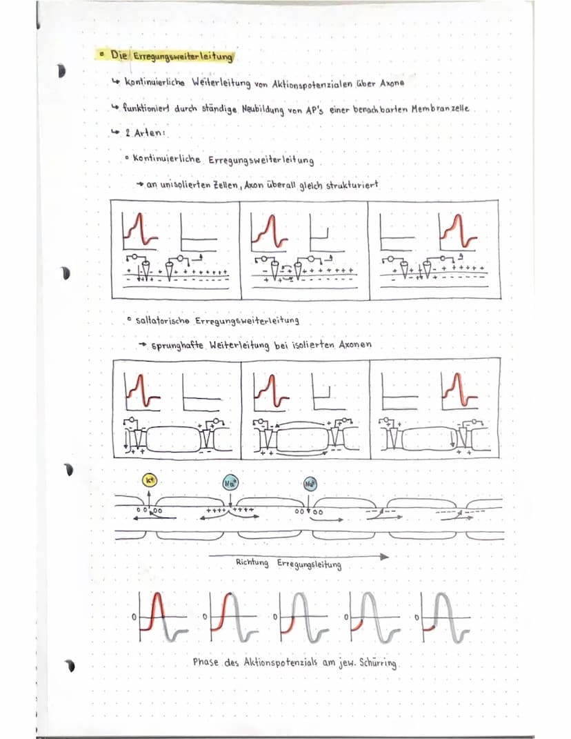 Neurobio
Das Gebiet der Neurobiologie beschäftigt sich mit dem Aufbau und der
Funktionsweise von Nervenzellen (Neuronen) und Nervensystemen.