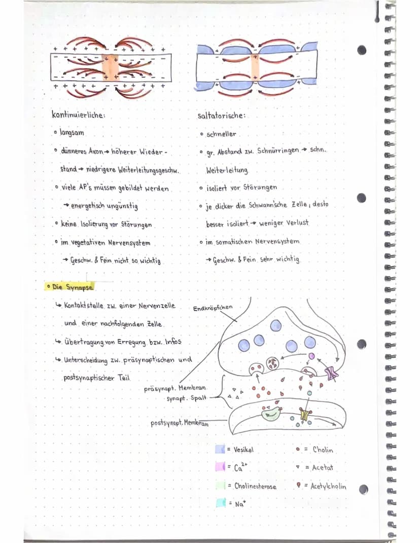 Neurobio
Das Gebiet der Neurobiologie beschäftigt sich mit dem Aufbau und der
Funktionsweise von Nervenzellen (Neuronen) und Nervensystemen.