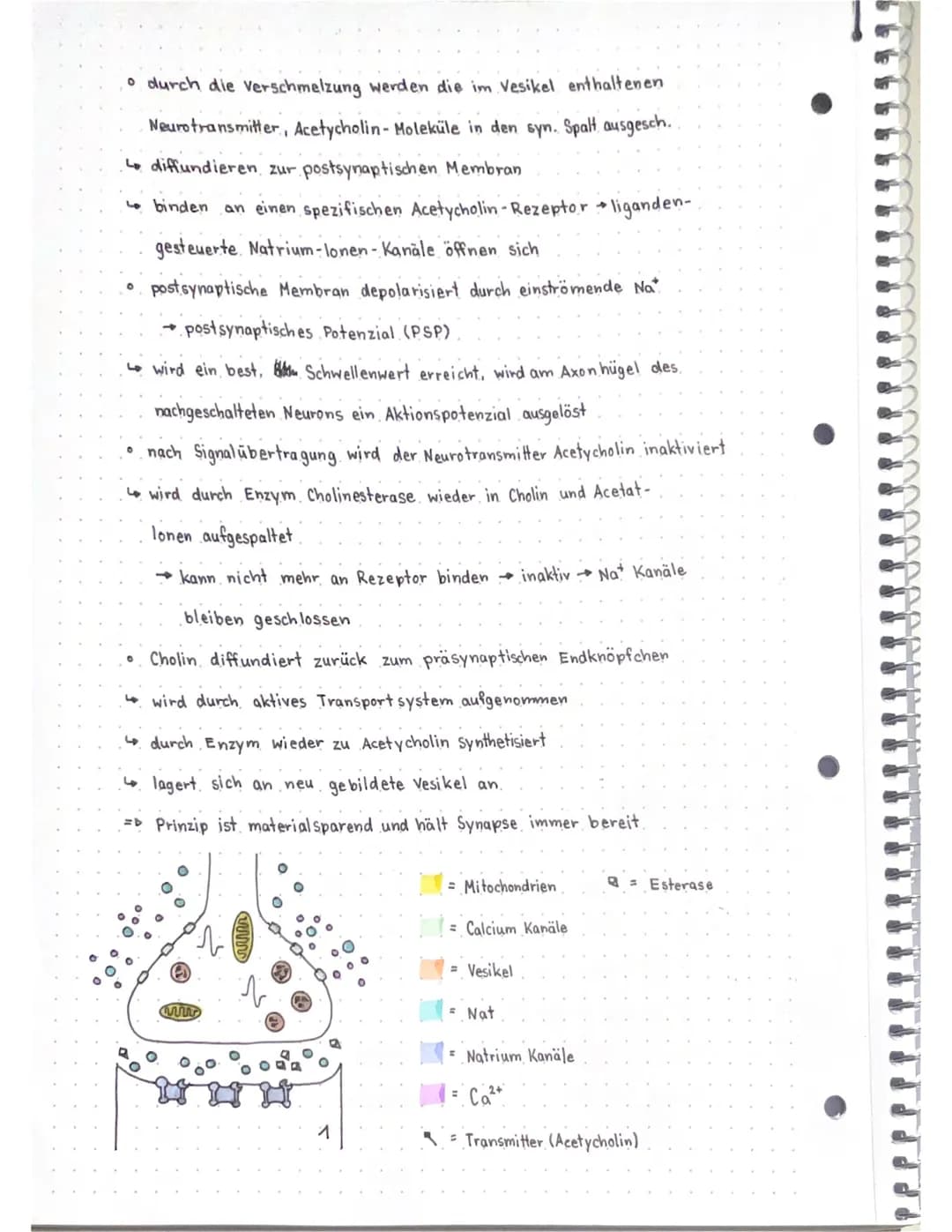Neurobio
Das Gebiet der Neurobiologie beschäftigt sich mit dem Aufbau und der
Funktionsweise von Nervenzellen (Neuronen) und Nervensystemen.