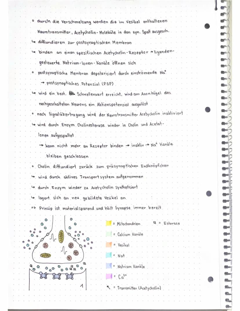 Neurobio
Das Gebiet der Neurobiologie beschäftigt sich mit dem Aufbau und der
Funktionsweise von Nervenzellen (Neuronen) und Nervensystemen.