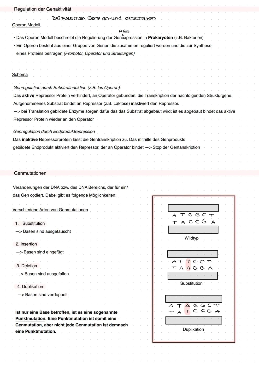 Q1 Von der DNA zum Protein
Aufbau DNA/DNS (Watson Crick Modell)
* gehört eher zur Transkription
DNA Replikation
Basenpaar
Replikationsmodell