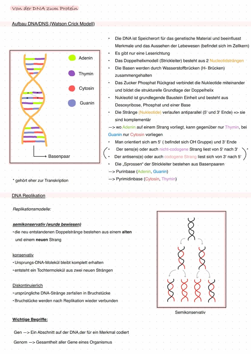 Q1 Von der DNA zum Protein
Aufbau DNA/DNS (Watson Crick Modell)
* gehört eher zur Transkription
DNA Replikation
Basenpaar
Replikationsmodell