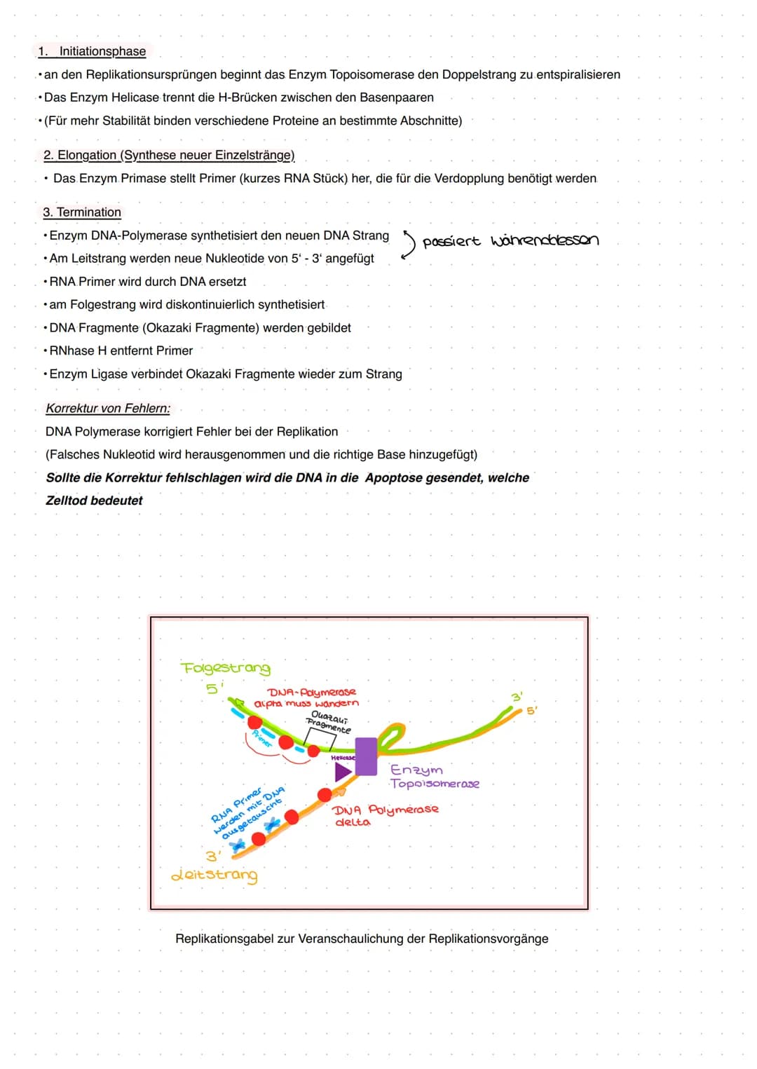 Q1 Von der DNA zum Protein
Aufbau DNA/DNS (Watson Crick Modell)
* gehört eher zur Transkription
DNA Replikation
Basenpaar
Replikationsmodell