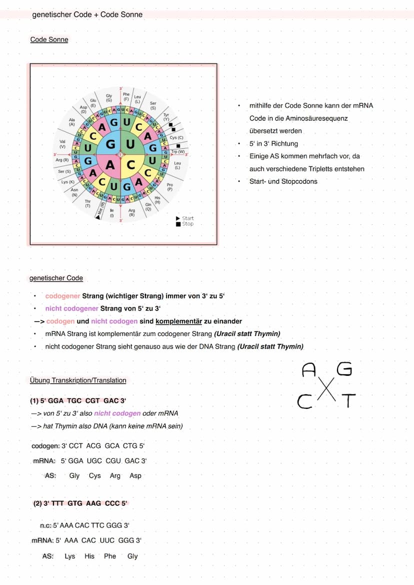 Q1 Von der DNA zum Protein
Aufbau DNA/DNS (Watson Crick Modell)
* gehört eher zur Transkription
DNA Replikation
Basenpaar
Replikationsmodell