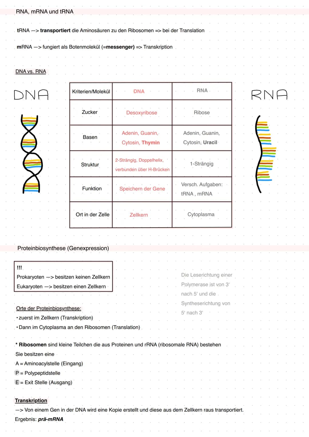 Q1 Von der DNA zum Protein
Aufbau DNA/DNS (Watson Crick Modell)
* gehört eher zur Transkription
DNA Replikation
Basenpaar
Replikationsmodell
