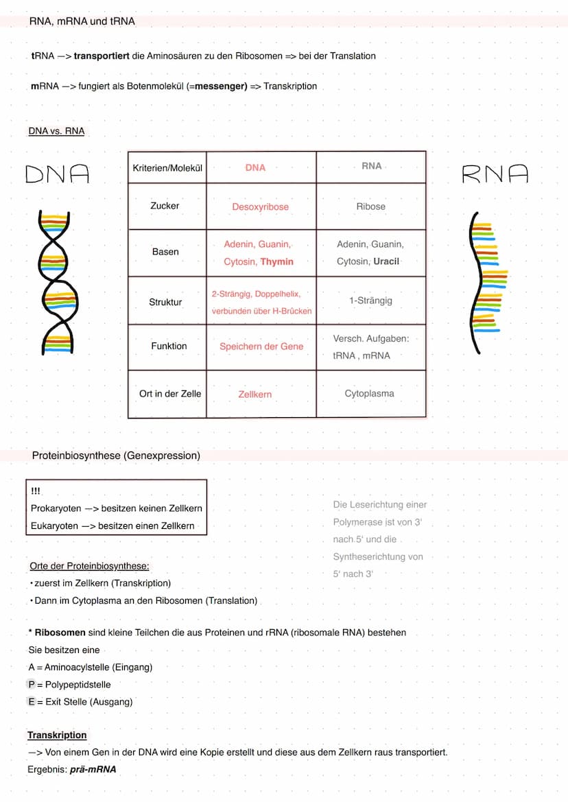 Q1 Von der DNA zum Protein
Aufbau DNA/DNS (Watson Crick Modell)
* gehört eher zur Transkription
DNA Replikation
Basenpaar
Replikationsmodell