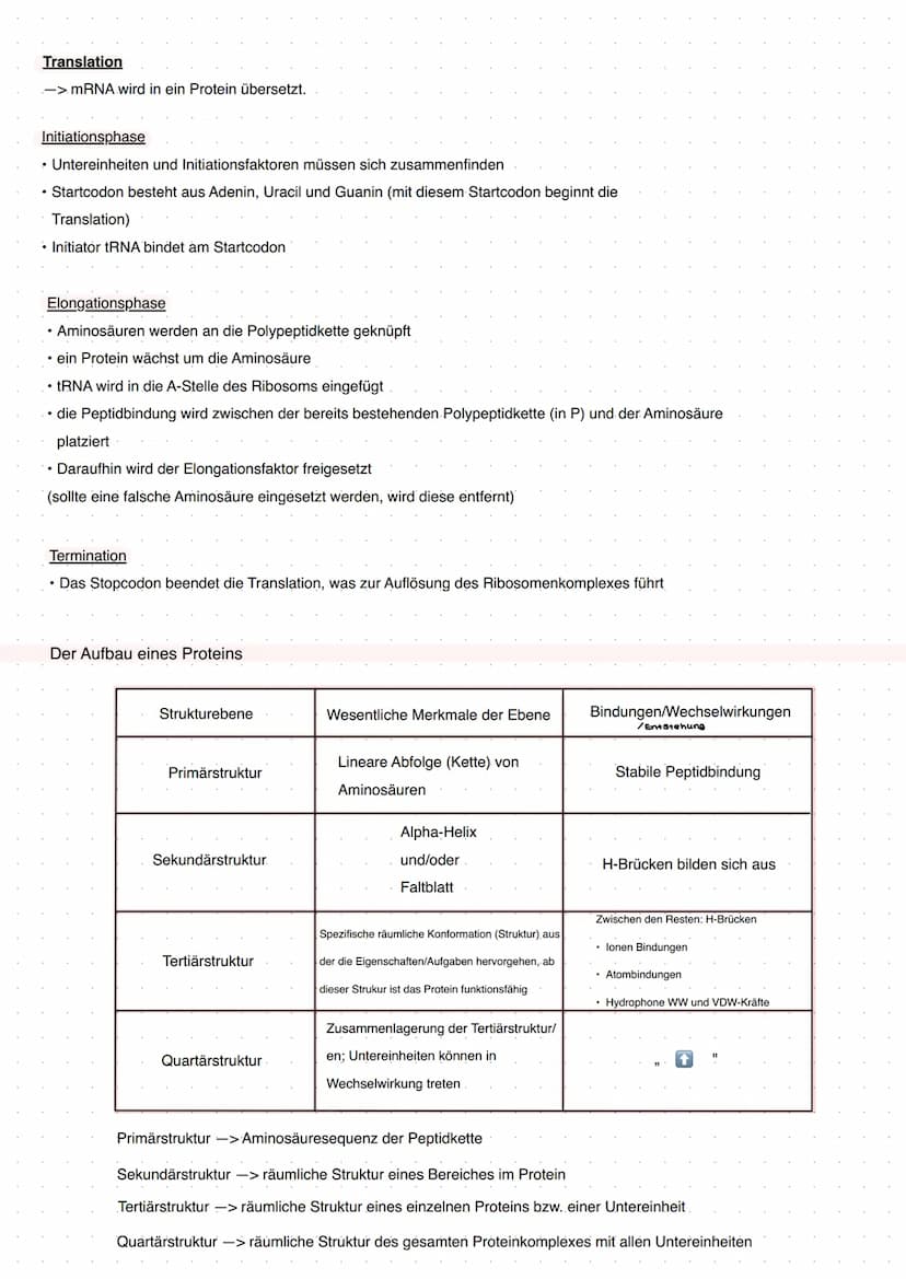 Q1 Von der DNA zum Protein
Aufbau DNA/DNS (Watson Crick Modell)
* gehört eher zur Transkription
DNA Replikation
Basenpaar
Replikationsmodell