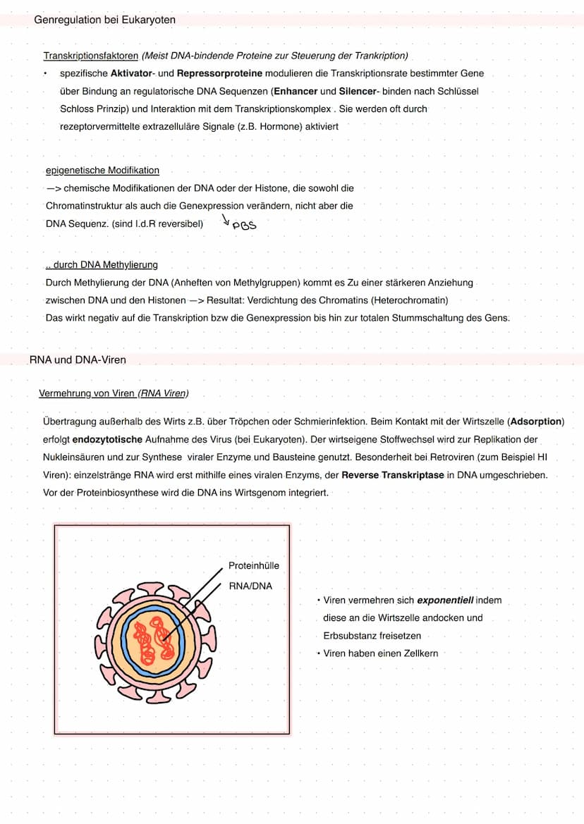 Q1 Von der DNA zum Protein
Aufbau DNA/DNS (Watson Crick Modell)
* gehört eher zur Transkription
DNA Replikation
Basenpaar
Replikationsmodell