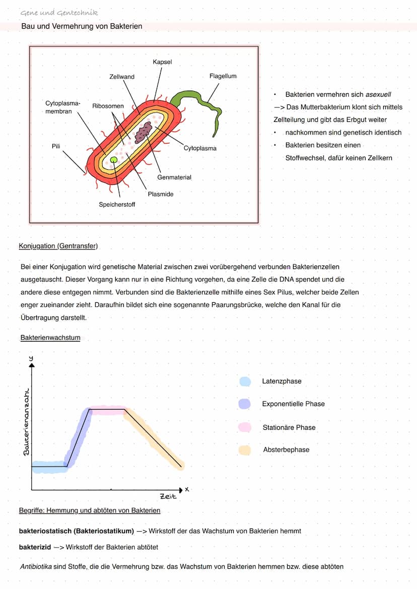 Q1 Von der DNA zum Protein
Aufbau DNA/DNS (Watson Crick Modell)
* gehört eher zur Transkription
DNA Replikation
Basenpaar
Replikationsmodell