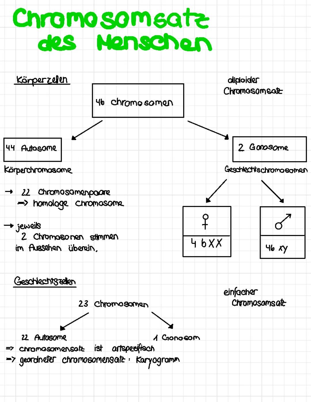 Chromosomensatz des Menschen 