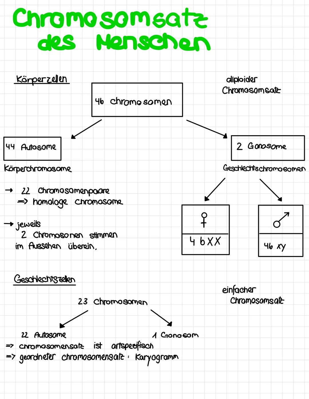 Chromosomsatz
des Menschen
Körperzellen
44 Autosome
Körperchromosome
22 Chromosomenpaare
=> homologe chromosome
→ jeweils
46 chromo somen
2 