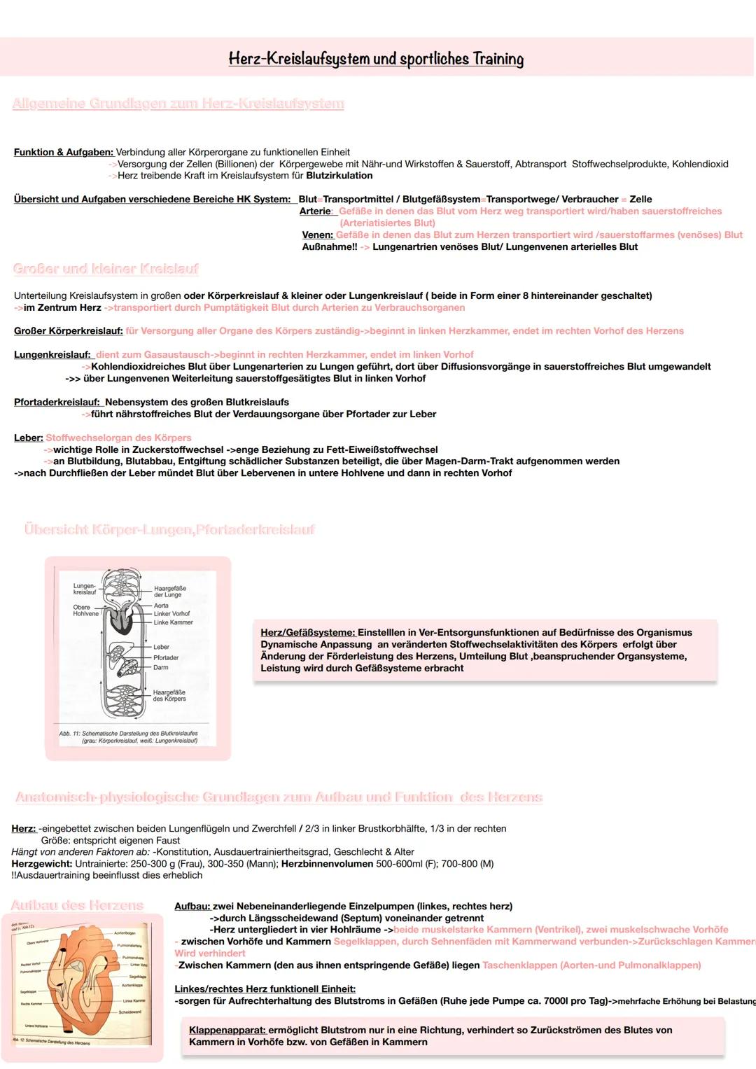 Allgemeine Grundlagen zum Herz-Kreislaufsystem
Funktion & Aufgaben: Verbindung aller Körperorgane zu funktionellen Einheit
Übersicht und Auf