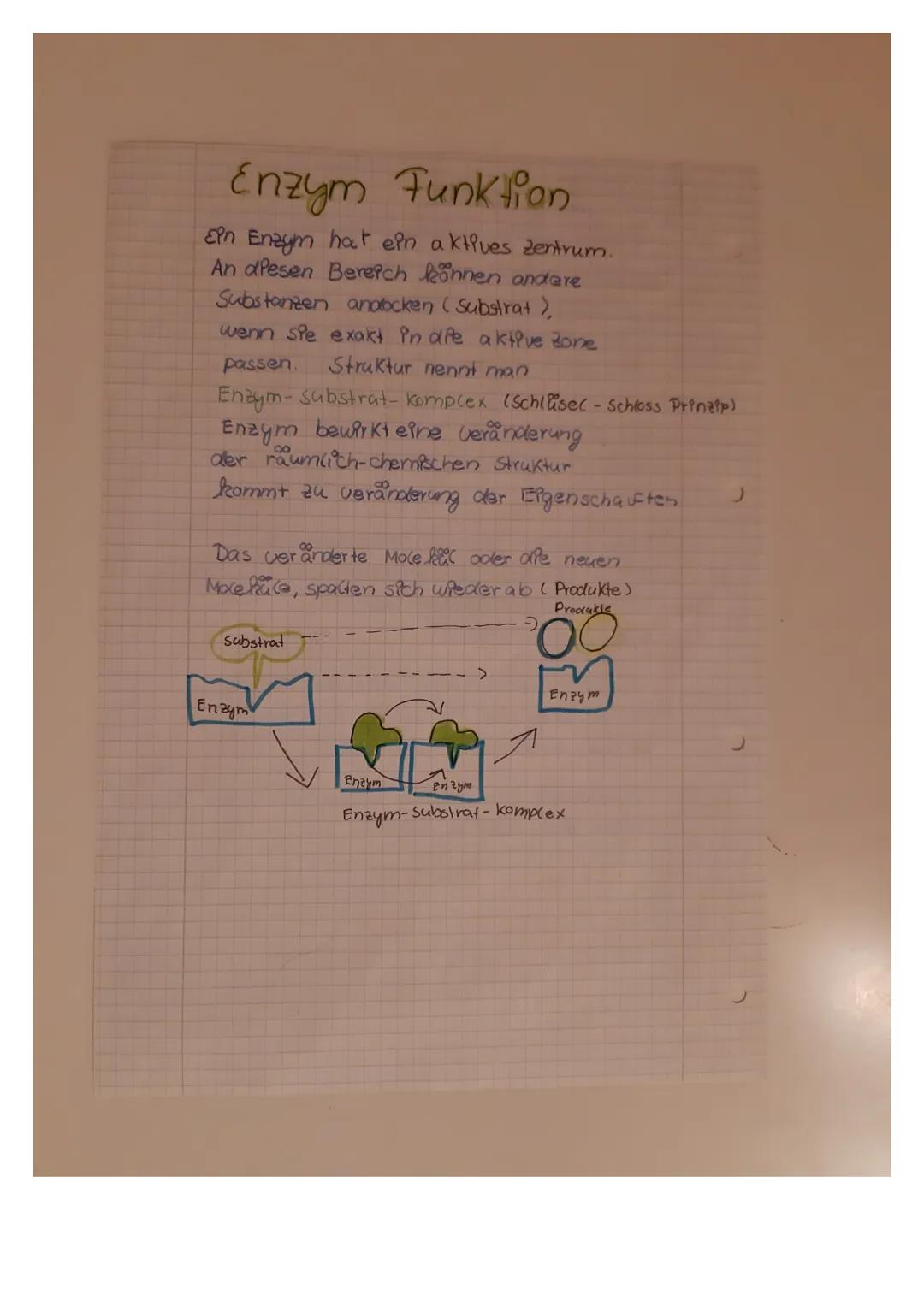 Enzyme
- Enzyme stecken in allen Zellen und Gewebe
Enzyme wirken als BPO katalysatoren
beschleunigen Stoffwechsel corgånge
im Körper (also w