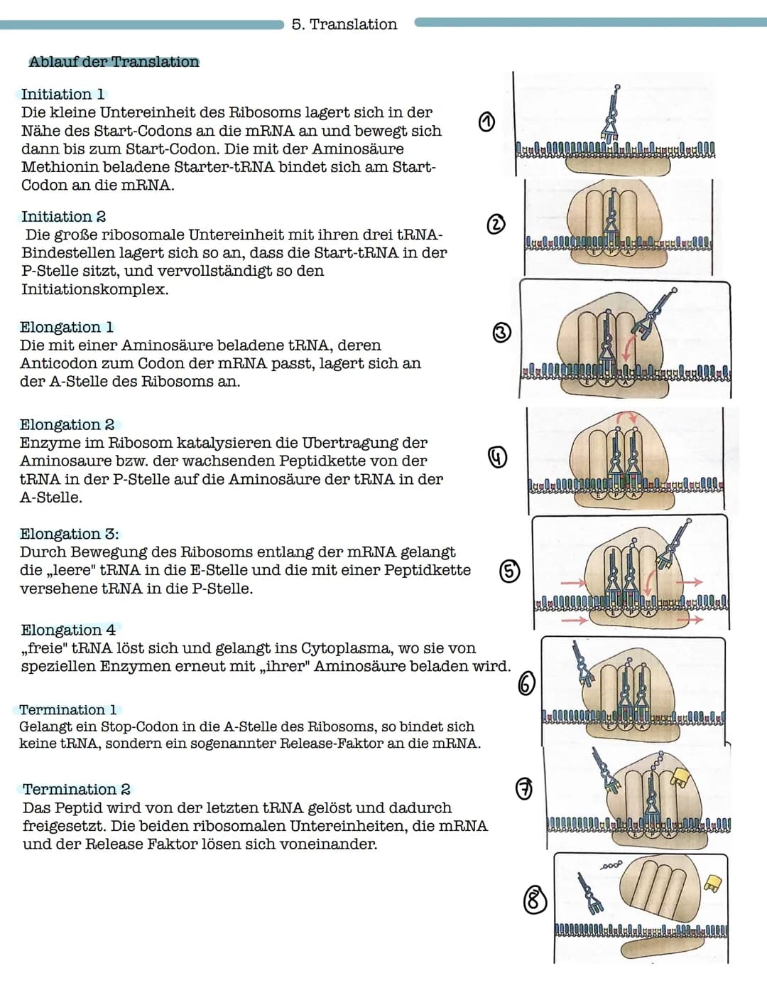 Proteinbiosynthese
1. Aufbau und Funktion von Proteinen
- Aufbau von Aminosäuren und Peptidbindung
Biologie Klausur Nr.2
- Wechselwirkungen 