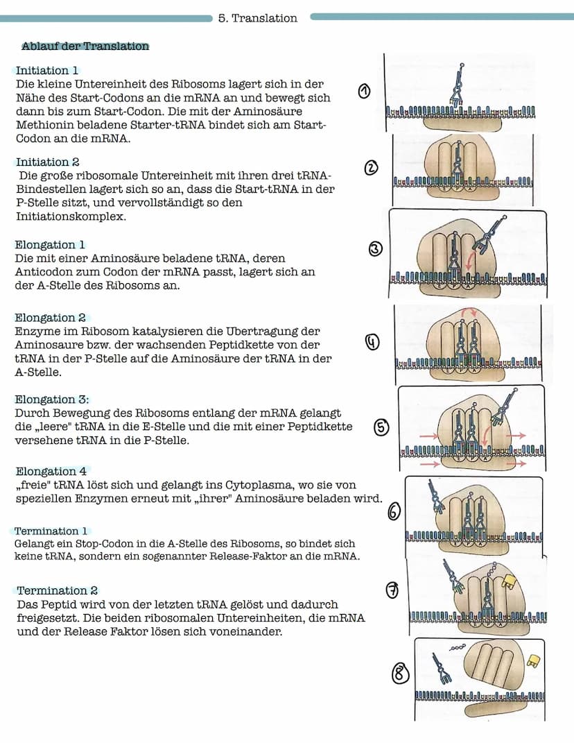 Proteinbiosynthese
1. Aufbau und Funktion von Proteinen
- Aufbau von Aminosäuren und Peptidbindung
Biologie Klausur Nr.2
- Wechselwirkungen 