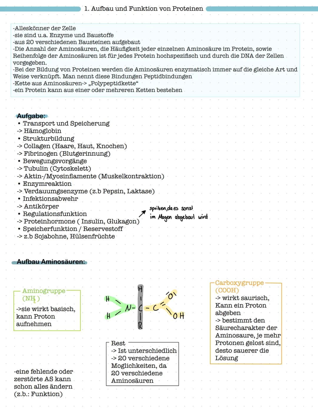Proteinbiosynthese
1. Aufbau und Funktion von Proteinen
- Aufbau von Aminosäuren und Peptidbindung
Biologie Klausur Nr.2
- Wechselwirkungen 