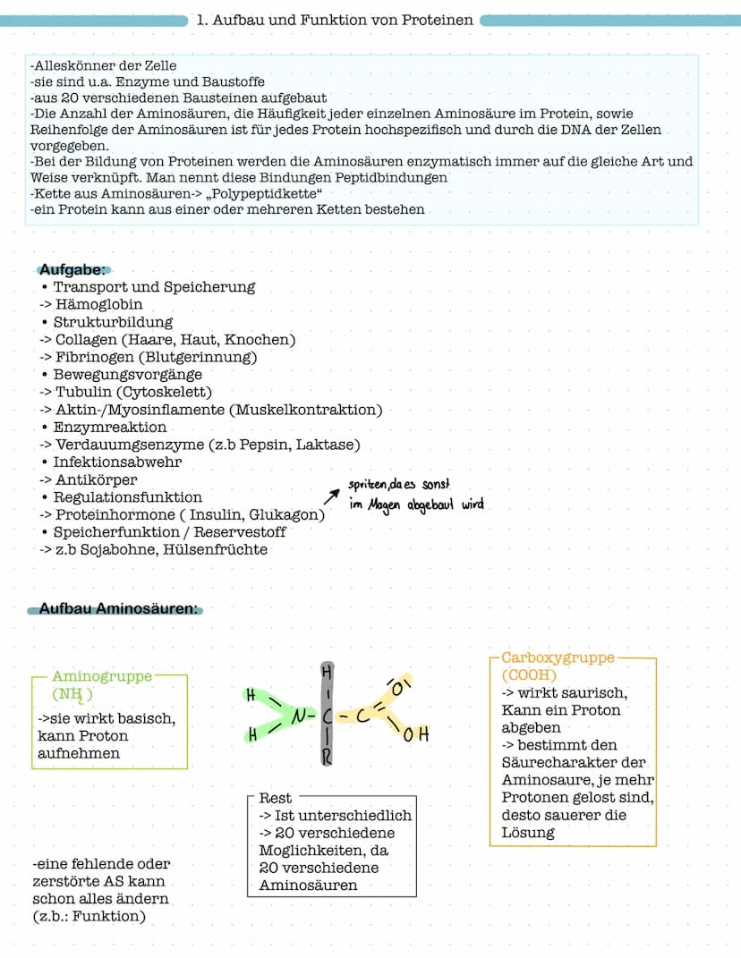 Proteinbiosynthese
1. Aufbau und Funktion von Proteinen
- Aufbau von Aminosäuren und Peptidbindung
Biologie Klausur Nr.2
- Wechselwirkungen 