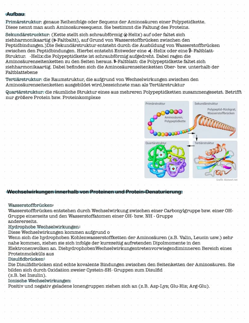 Proteinbiosynthese
1. Aufbau und Funktion von Proteinen
- Aufbau von Aminosäuren und Peptidbindung
Biologie Klausur Nr.2
- Wechselwirkungen 
