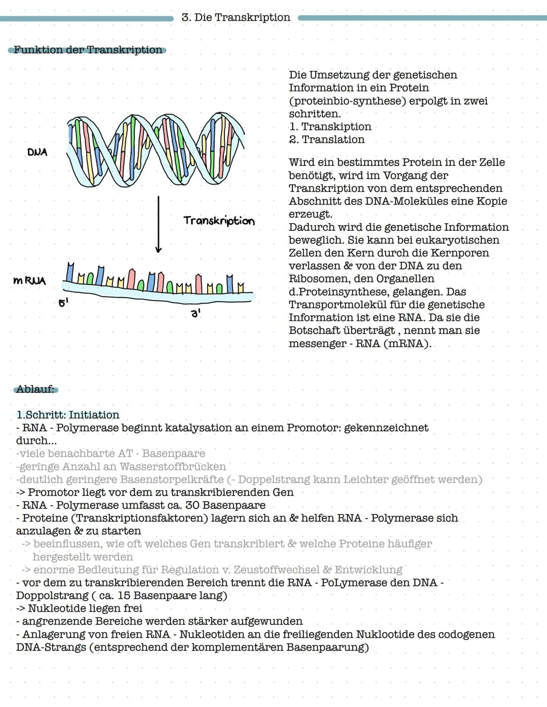Proteinbiosynthese
1. Aufbau und Funktion von Proteinen
- Aufbau von Aminosäuren und Peptidbindung
Biologie Klausur Nr.2
- Wechselwirkungen 