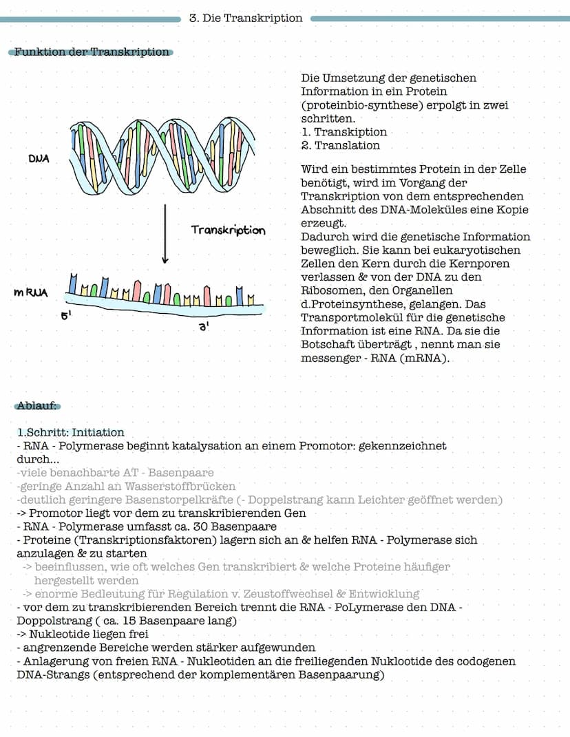 Proteinbiosynthese
1. Aufbau und Funktion von Proteinen
- Aufbau von Aminosäuren und Peptidbindung
Biologie Klausur Nr.2
- Wechselwirkungen 
