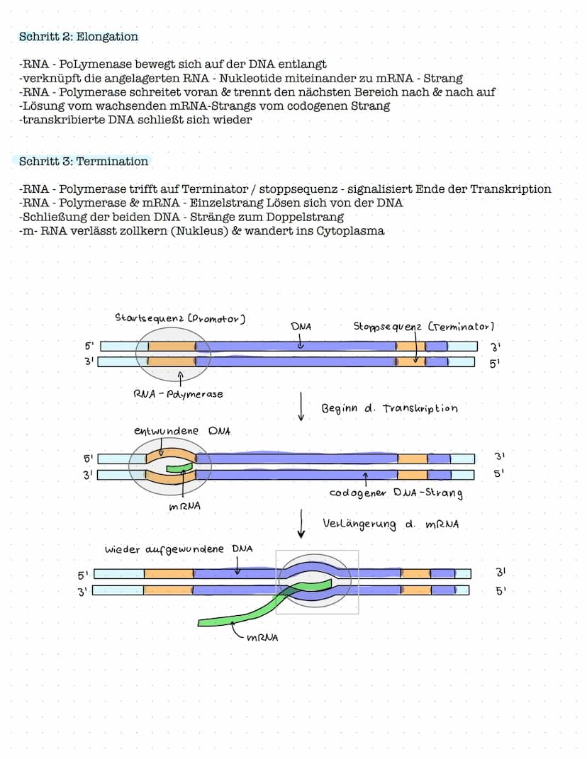 Proteinbiosynthese
1. Aufbau und Funktion von Proteinen
- Aufbau von Aminosäuren und Peptidbindung
Biologie Klausur Nr.2
- Wechselwirkungen 