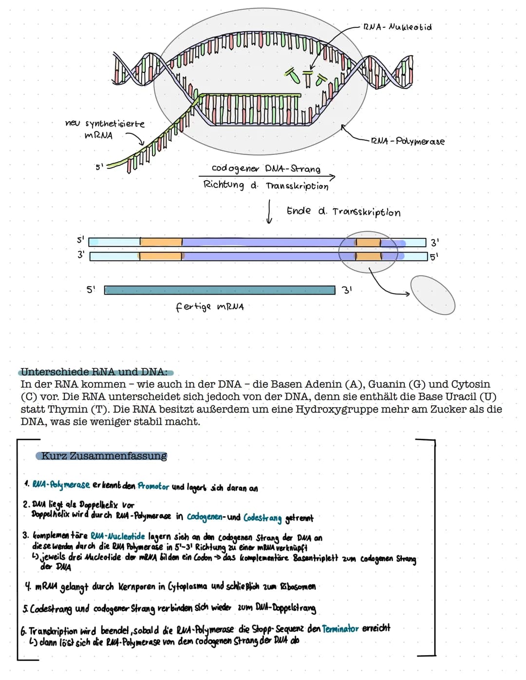 Proteinbiosynthese
1. Aufbau und Funktion von Proteinen
- Aufbau von Aminosäuren und Peptidbindung
Biologie Klausur Nr.2
- Wechselwirkungen 