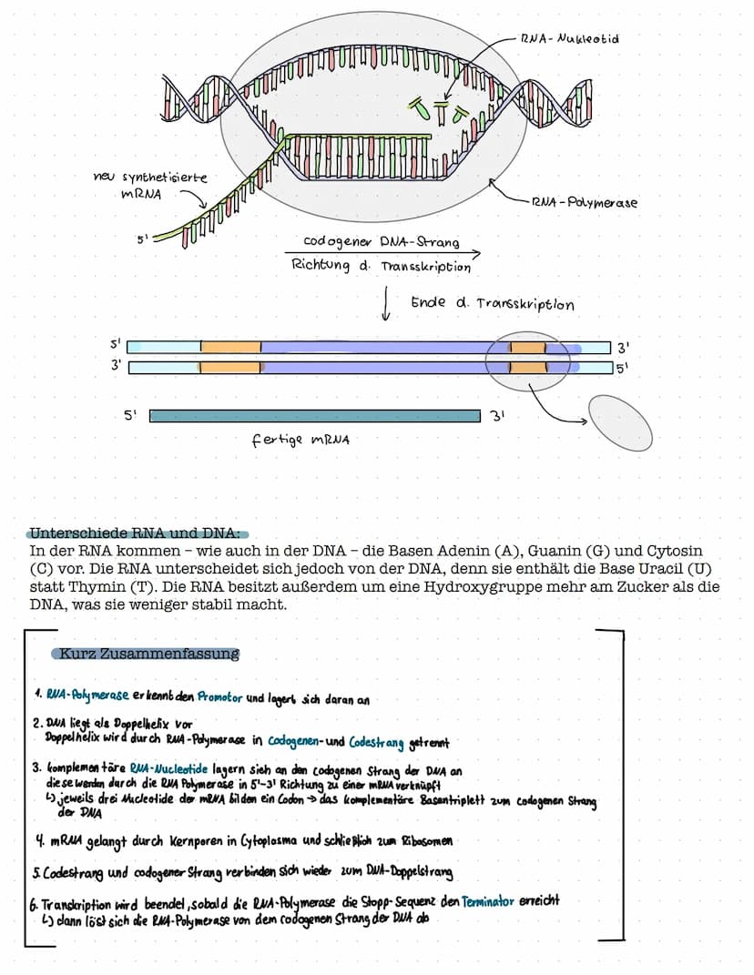 Proteinbiosynthese
1. Aufbau und Funktion von Proteinen
- Aufbau von Aminosäuren und Peptidbindung
Biologie Klausur Nr.2
- Wechselwirkungen 